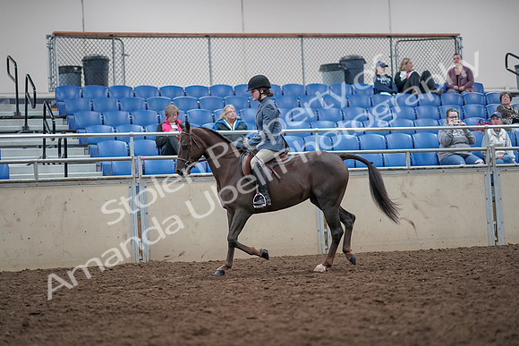 2019 Morgan Horse Show - Aug 31, 2019 - 16613