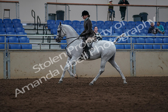 2019 Morgan Horse Show - Sept 01, 2019 - 08641