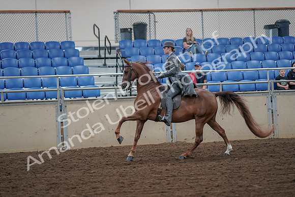2019 Morgan Horse Show - Aug 30, 2019 - 15569
