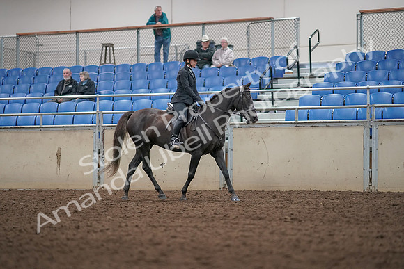 2019 Morgan Horse Show - Aug 31, 2019 - 07373
