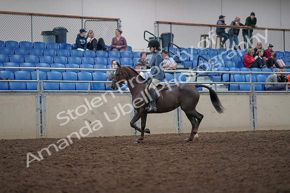 2019 Morgan Horse Show - Aug 31, 2019 - 16556