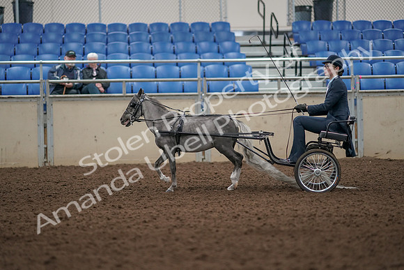 2019 Morgan Horse Show - Aug 31, 2019 - 04273