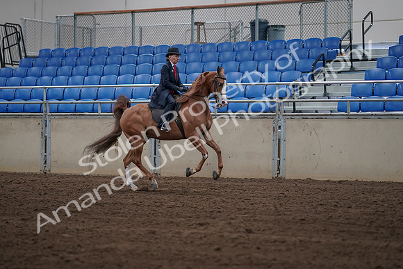 2019 Morgan Horse Show - Sept 01, 2019 - 12007