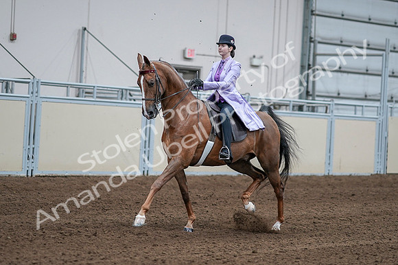 2020 - AB Morgan Horse - Fri, Sept 04 - 05012