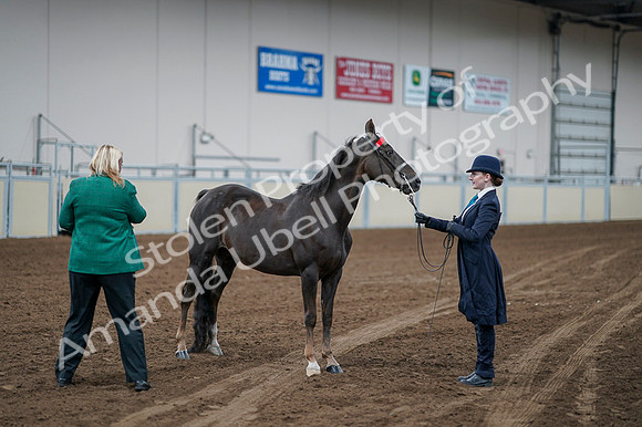 2020 - AB Morgan Horse - Fri, Sept 04 - 00693