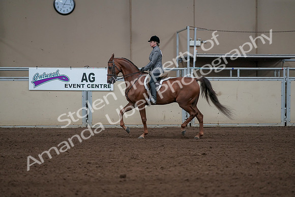 2019 Morgan Horse Show - Sept 01, 2019 - 12206