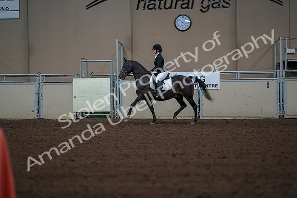 2019 Morgan Horse Show - Aug 30, 2019 - 18367