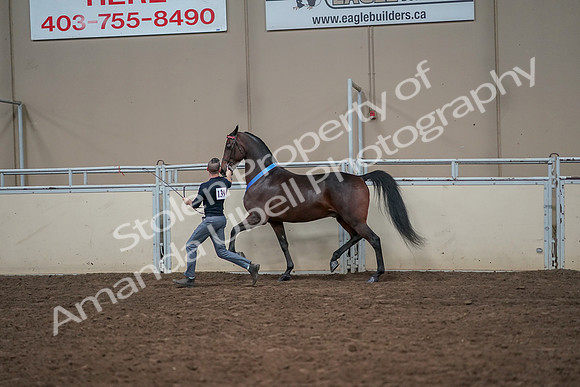 2019 Morgan Horse Show - Aug 31, 2019 - 01454