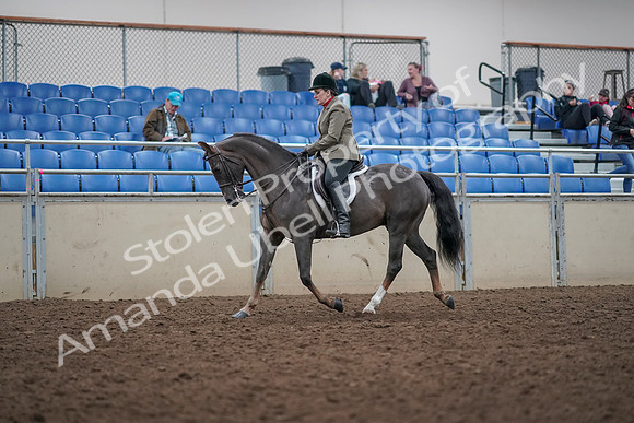2019 Morgan Horse Show - Aug 31, 2019 - 14731