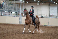 2020 - AB Morgan Horse - Fri, Sept 04 - 09498