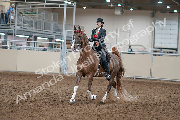 2020 - AB Morgan Horse - Fri, Sept 04 - 09498