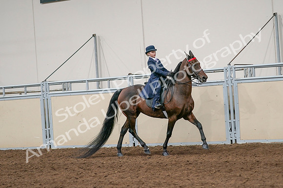 2020 - AB Morgan Horse - Sat, Sept 05 - 04835