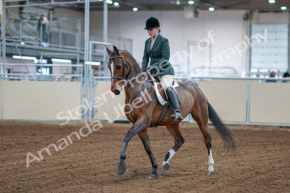 2020 - AB Morgan Horse - Fri, Sept 04 - 01486