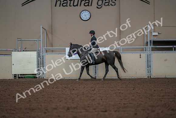 2019 Morgan Horse Show - Aug 30, 2019 - 14945