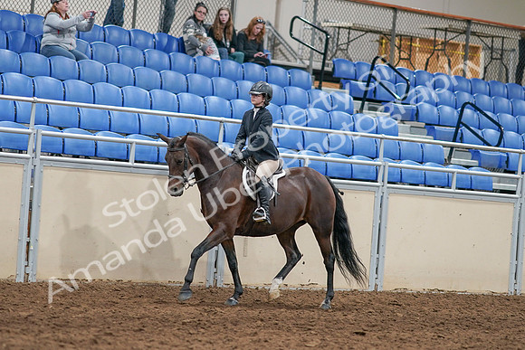2020 - AB Morgan Horse - Sat, Sept 05 - 14392