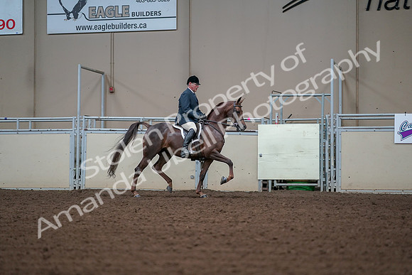 2019 Morgan Horse Show - Aug 30, 2019 - 17641