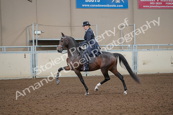 2019 Morgan Horse Show - Aug 30, 2019 - 24320