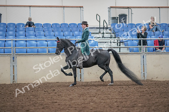 2019 Morgan Horse Show - Aug 30, 2019 - 15345