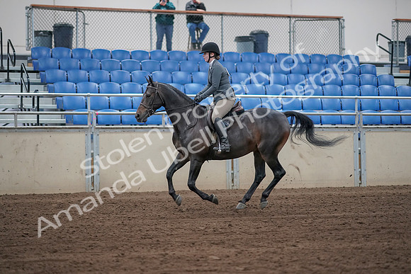 2019 Morgan Horse Show - Sept 01, 2019 - 10991_1