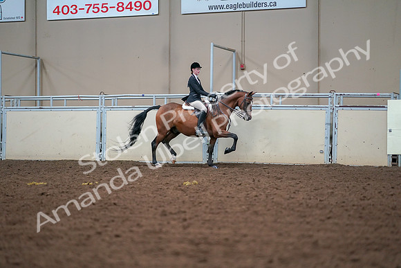 2019 Morgan Horse Show - Aug 30, 2019 - 20901