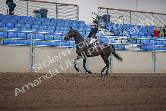 2019 Morgan Horse Show - Sept 01, 2019 - 03743