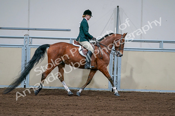 2020 - AB Morgan Horse - Fri, Sept 04 - 01749