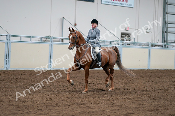 2020 - AB Morgan Horse - Sat, Sept 05 - 03260
