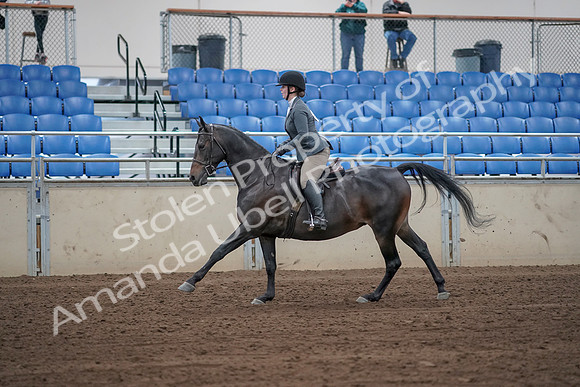 2019 Morgan Horse Show - Sept 01, 2019 - 10995