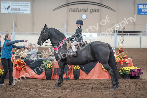 2019 Morgan Horse Show - Aug 31, 2019 - 19759