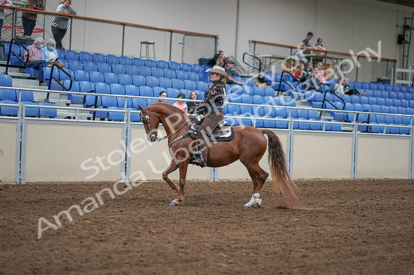 2020 - AB Morgan Horse - Fri, Sept 04 - 08328