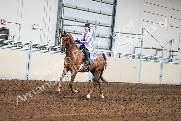 2020 - AB Morgan Horse - Fri, Sept 04 - 04902
