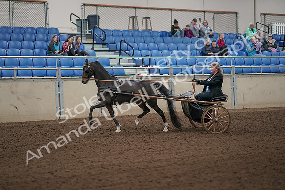 2019 Morgan Horse Show - Aug 31, 2019 - 04228