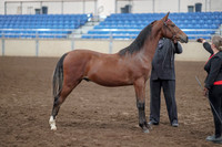 2019 Morgan Horse Show - Aug 31, 2019 - 00147