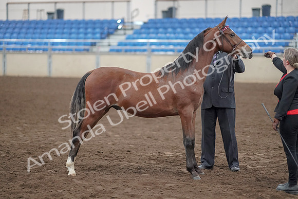 2019 Morgan Horse Show - Aug 31, 2019 - 00147