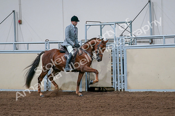2020 - AB Morgan Horse - Fri, Sept 04 - 01785