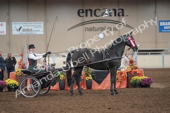2019 Morgan Horse Show - Aug 31, 2019 - 04776