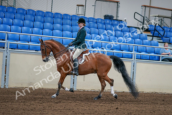 2020 - AB Morgan Horse - Fri, Sept 04 - 01551