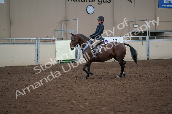 2019 Morgan Horse Show - Aug 31, 2019 - 19811