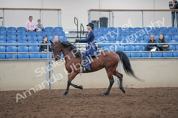 2019 Morgan Horse Show - Aug 31, 2019 - 09303