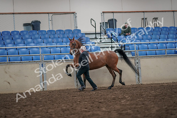2019 Morgan Horse Show - Aug 31, 2019 - 03584