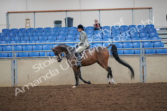 2019 Morgan Horse Show - Aug 30, 2019 - 17394