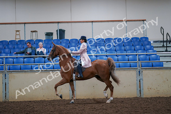 2019 Morgan Horse Show - Aug 30, 2019 - 21389