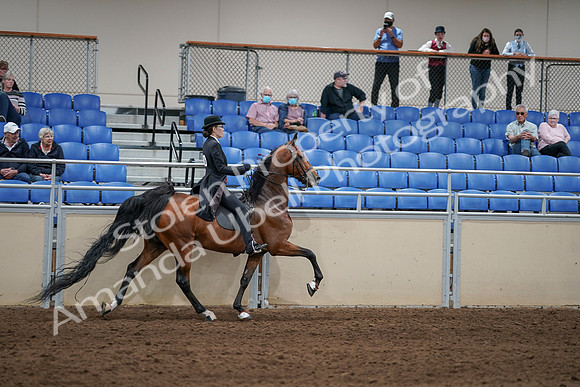 2020 - AB Morgan Horse - Sat, Sept 05 - 06821