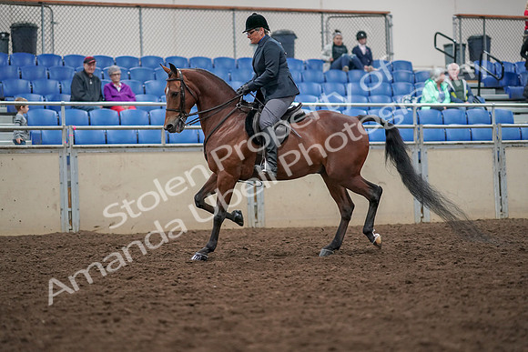 2019 Morgan Horse Show - Aug 30, 2019 - 19882
