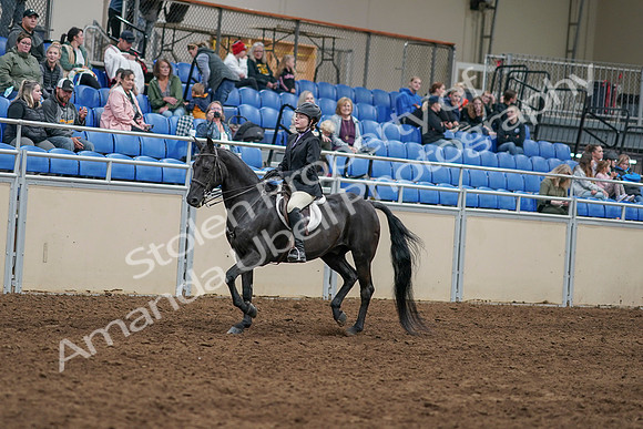 2020 - AB Morgan Horse - Sun, Sept 06 - 07763