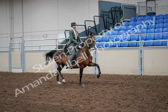 2020 - AB Morgan Horse - Fri, Sept 04 - 03414