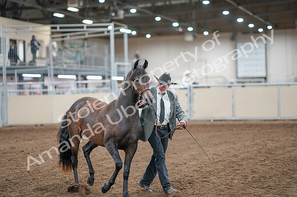 2020 - AB Morgan Horse - Fri, Sept 04 - 08561