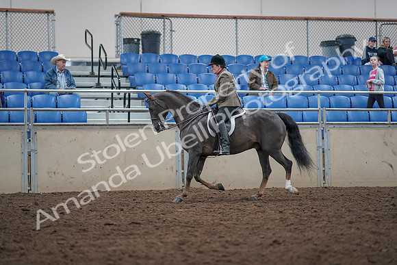 2019 Morgan Horse Show - Aug 31, 2019 - 14926