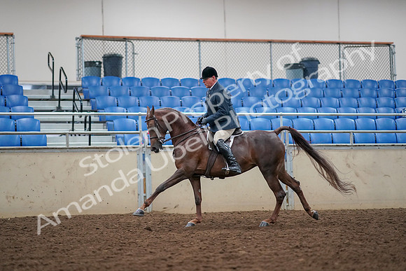 2019 Morgan Horse Show - Aug 30, 2019 - 17476