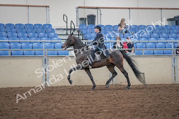 2019 Morgan Horse Show - Aug 30, 2019 - 15547